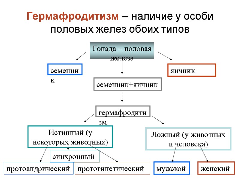 Гермафродитизм – наличие у особи половых желез обоих типов Гонада – половая железа семенник Гермафродитизм – наличие у особи половых желез обоих типов Гонада – половая железа семенник